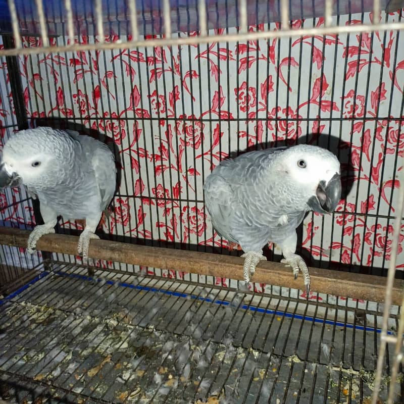 African gray parrot / Grey parrot  pair for sale 4