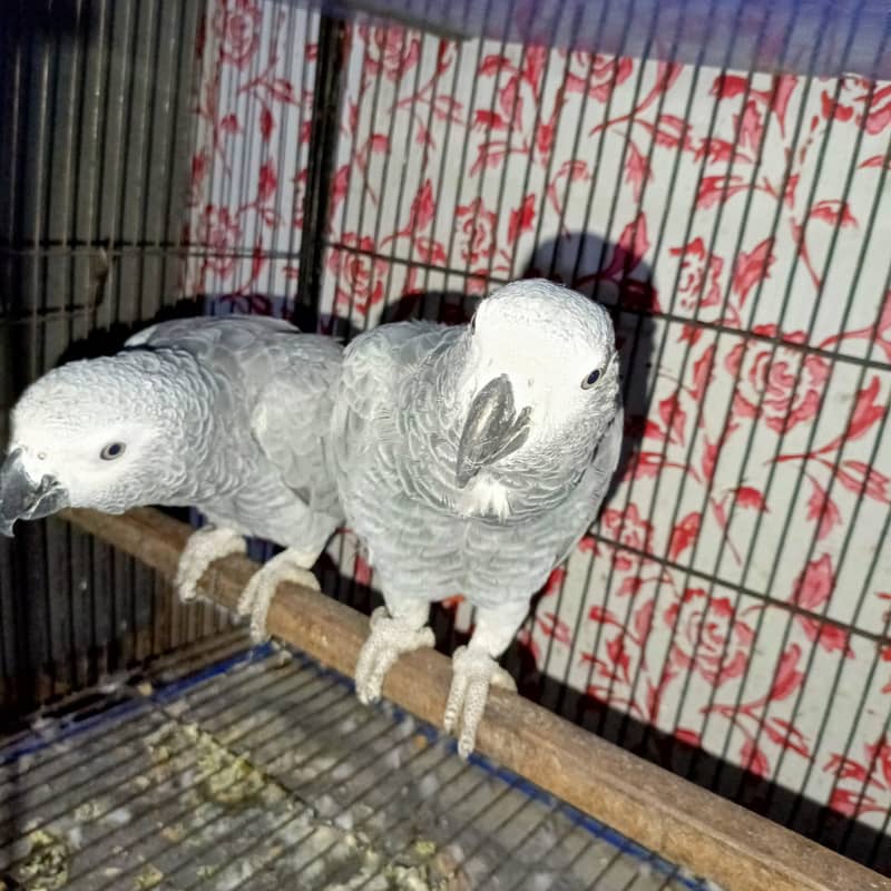 African gray parrot / Grey parrot  pair for sale 5