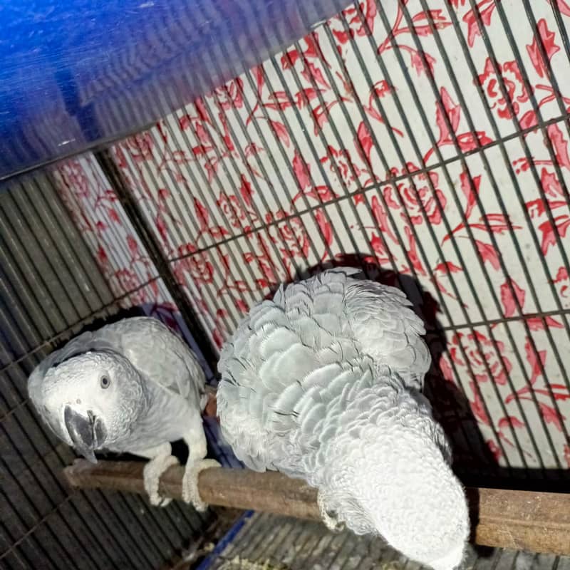 African gray parrot / Grey parrot  pair for sale 6