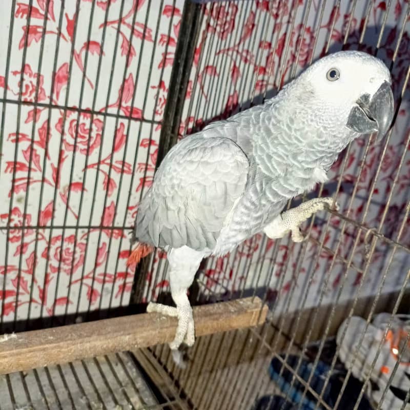 African gray parrot / Grey parrot  pair for sale 7