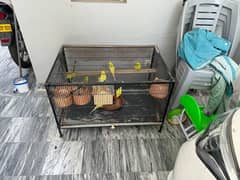australian parrots with two cages ( 12 birds )