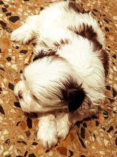 Shihtzu puppies for sale in very beautiful  colours and marking