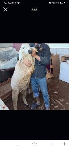 Sheep ready for Qurbani