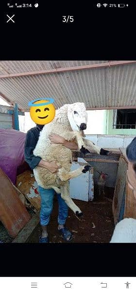 Sheep ready for Qurbani 2
