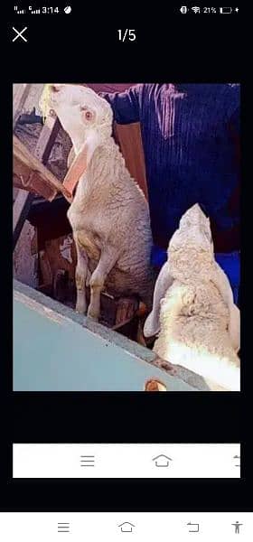 Sheep ready for Qurbani 4
