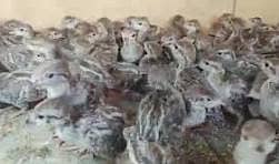 CHAKOOR CHICKS FOR SALE