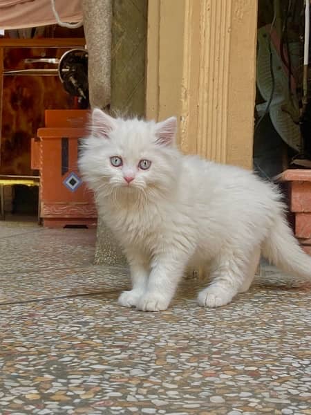 persian kitten Double Coated 1