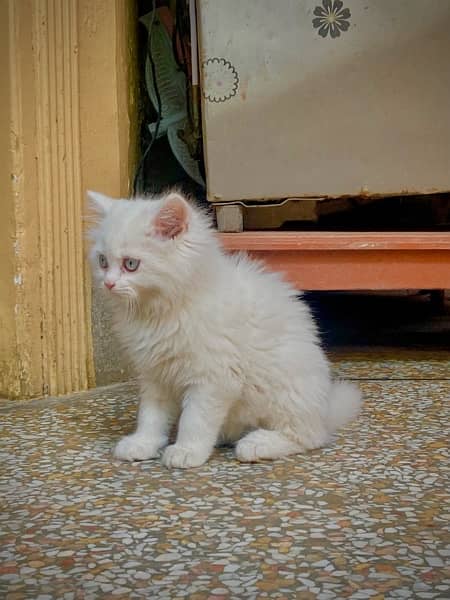 persian kitten Double Coated 4