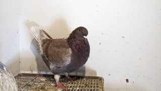 A+ king huge size pigeon for sale.