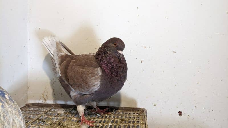 A+ king huge size pigeon for sale. 0