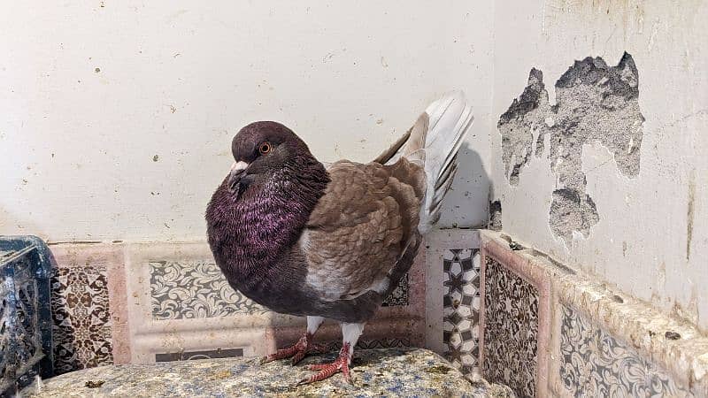 A+ king huge size pigeon for sale. 2