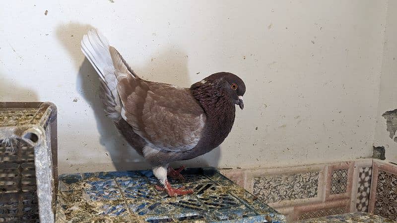 A+ king huge size pigeon for sale. 3