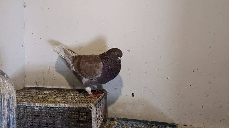 A+ king huge size pigeon for sale. 4