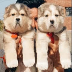 king alabai pair dog Male and female age 2month for sale