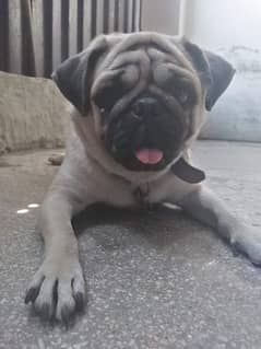pug