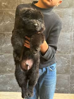 black German Shepherd Puppie/german shepherd dog/GSD/dog for sale