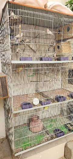 birds whole setup for sale (finches and parrots)