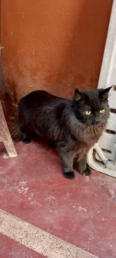 Black Persian Male Cat.  1 year age