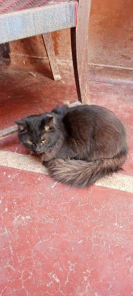 Black Persian Male Cat.  1 year age 1