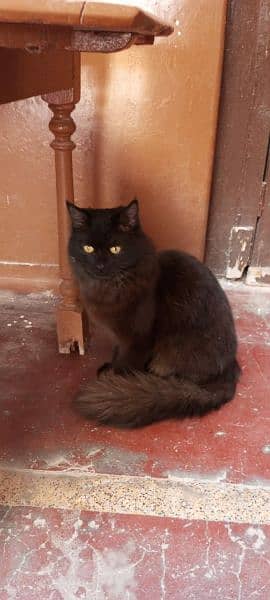 Black Persian Male Cat.  1 year age 2