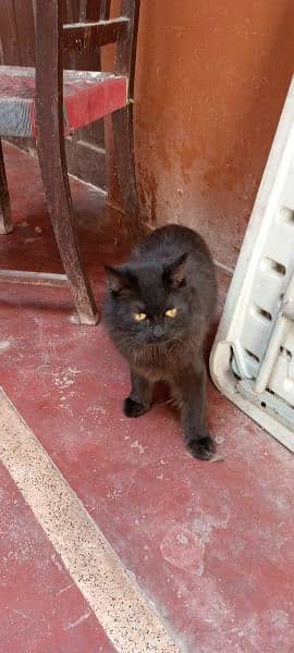 Black Persian Male Cat.  1 year age 3