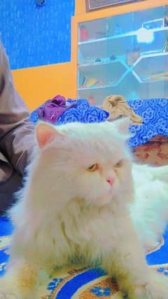 For Mating/Breeding Male Cat Available 2500/-Rs WhatsApp : 03474965636