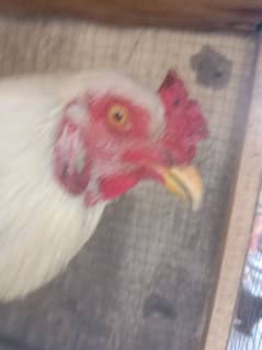 aseel rooster for sale