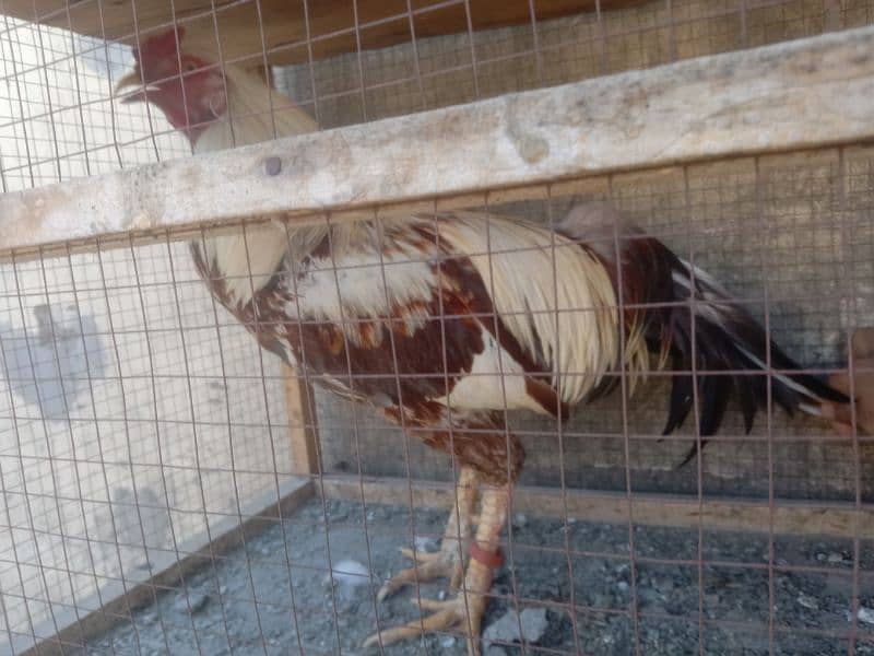 aseel rooster for sale 3