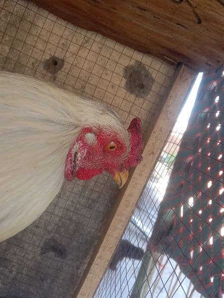 aseel rooster for sale 4
