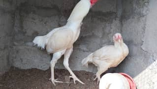 White heera eggs and chiks availabe 0