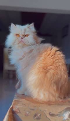 Persian Cat Extreme punch face