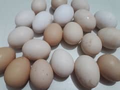 Pure Organic Eggs, No Artificial Feed/Hormones Used.