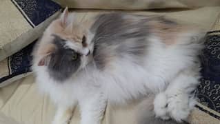 Persian Female cat Punch Face