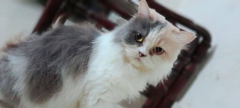 Persian Female cat Punch Face 2