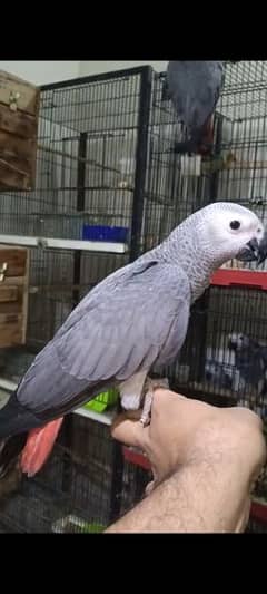 African Gray Parrot Available. .