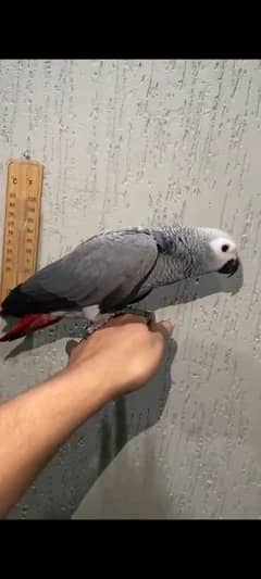 Cango African Gray Parrot  Available. .