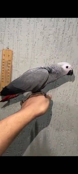 Cango African Gray Parrot  Available. . 1