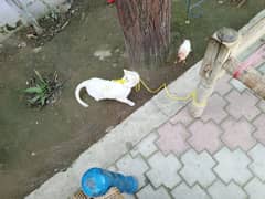 persion cat single cort white golden eyce