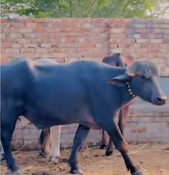 buffalo breeder bull from mian Khalid laleka blood line