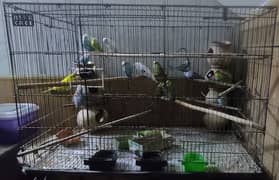 Breeding Budgies for sale with cage 0