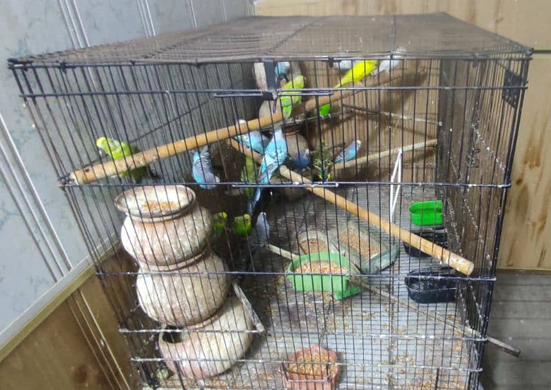 Breeding Budgies for sale with cage 5