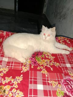 male female cats sale female cat pragnent only serious buyer contactme