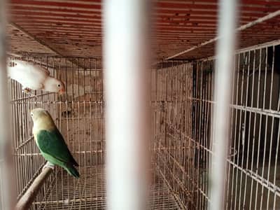 parblue split ino × albino/ino  pair