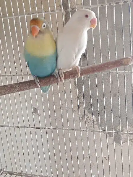 parblue split ino × albino/ino  pair — photo 2