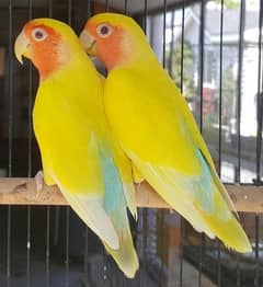 lovebirds