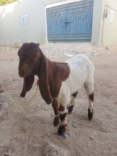 Kapli bakra | desi goat | desi bakra | gulabi bakra | beetal bakra ...