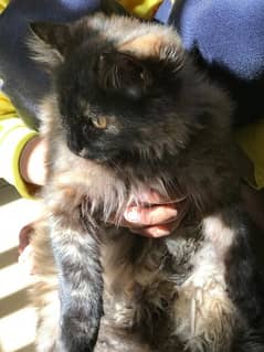Persian Cat female please only serious buyers can contact.