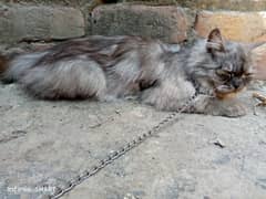 male is white Persian double coated face and female gray punch face