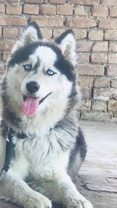 Siberian husky dog for sale top quality blue eyes