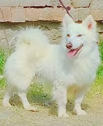 Rusian White Dog